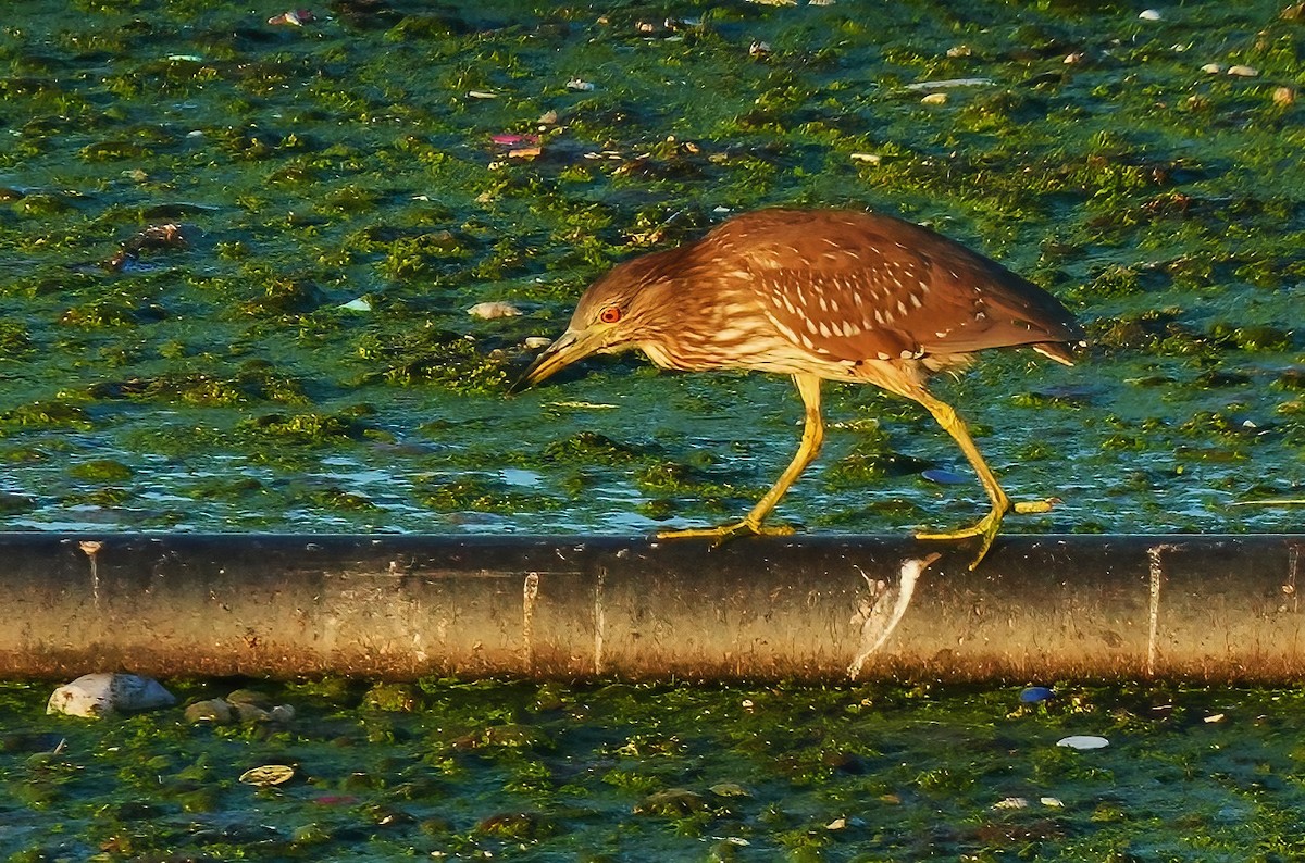 Black-crowned Night Heron - ML647290852