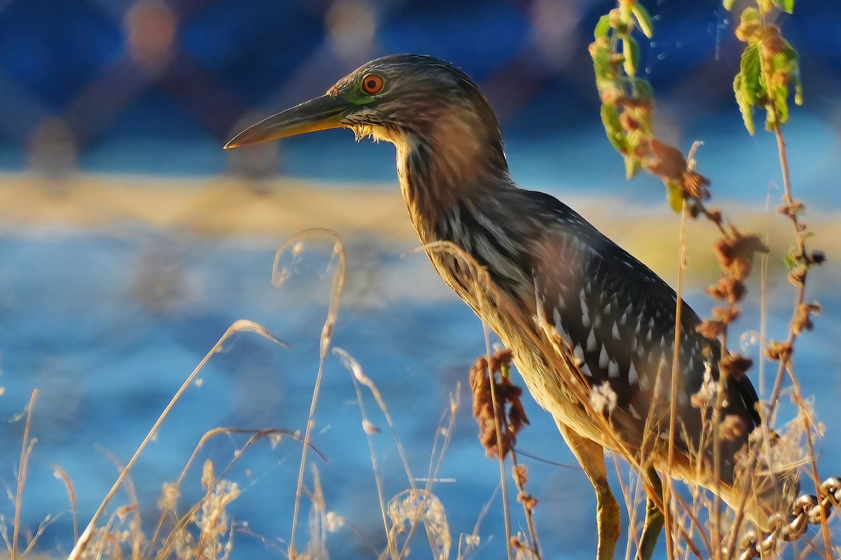 Black-crowned Night Heron - ML647290853