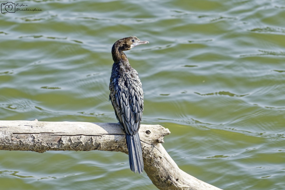 Indian Cormorant - ML647290854