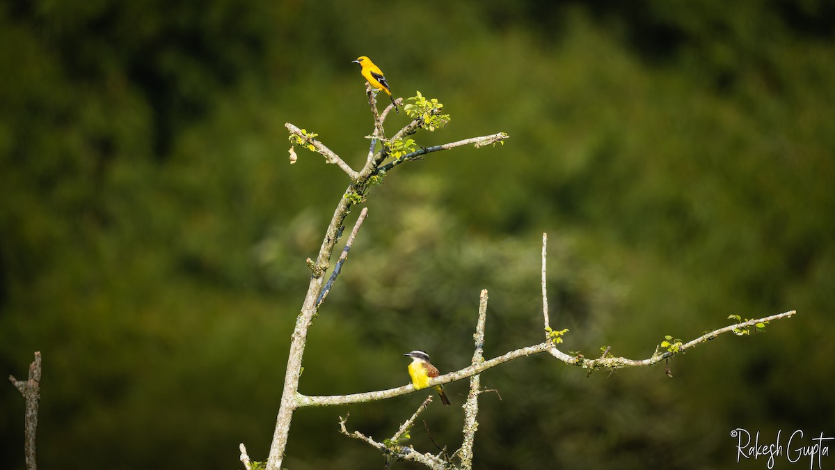 Rusty-margined Flycatcher - ML647290856