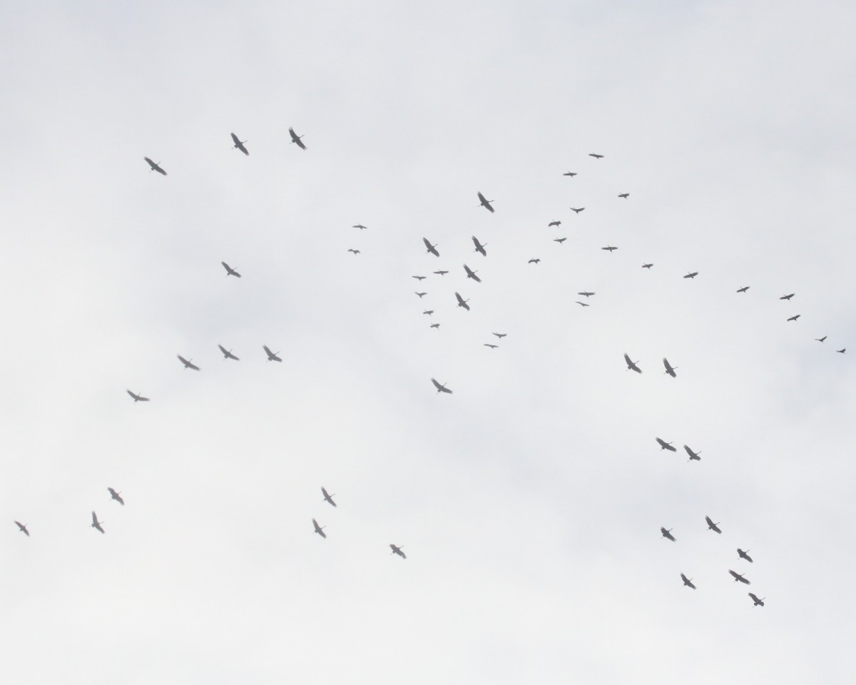 Sandhill Crane - ML647290858