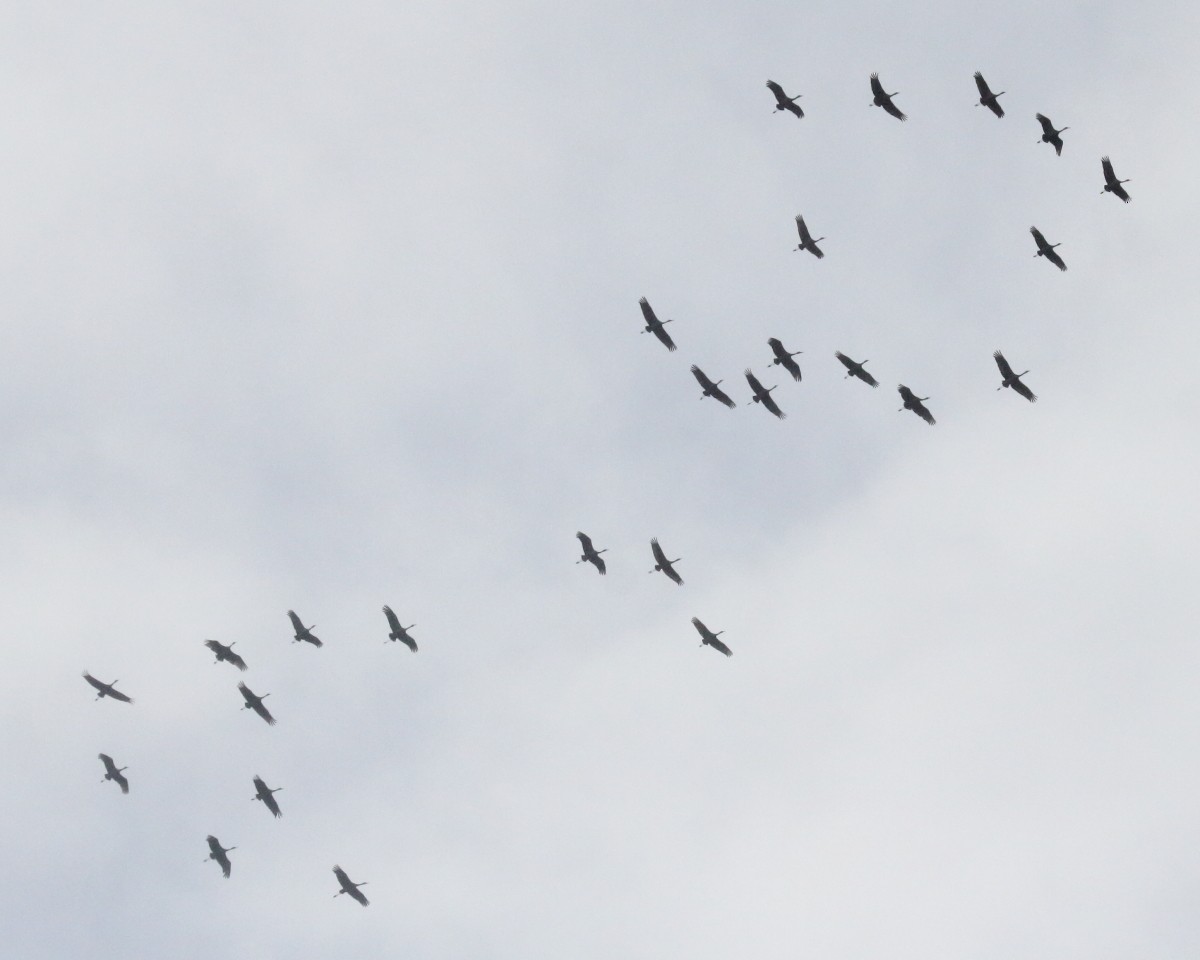 Sandhill Crane - ML647290859