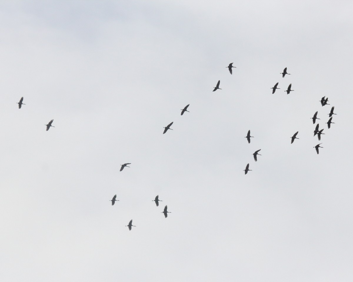 Sandhill Crane - ML647290860
