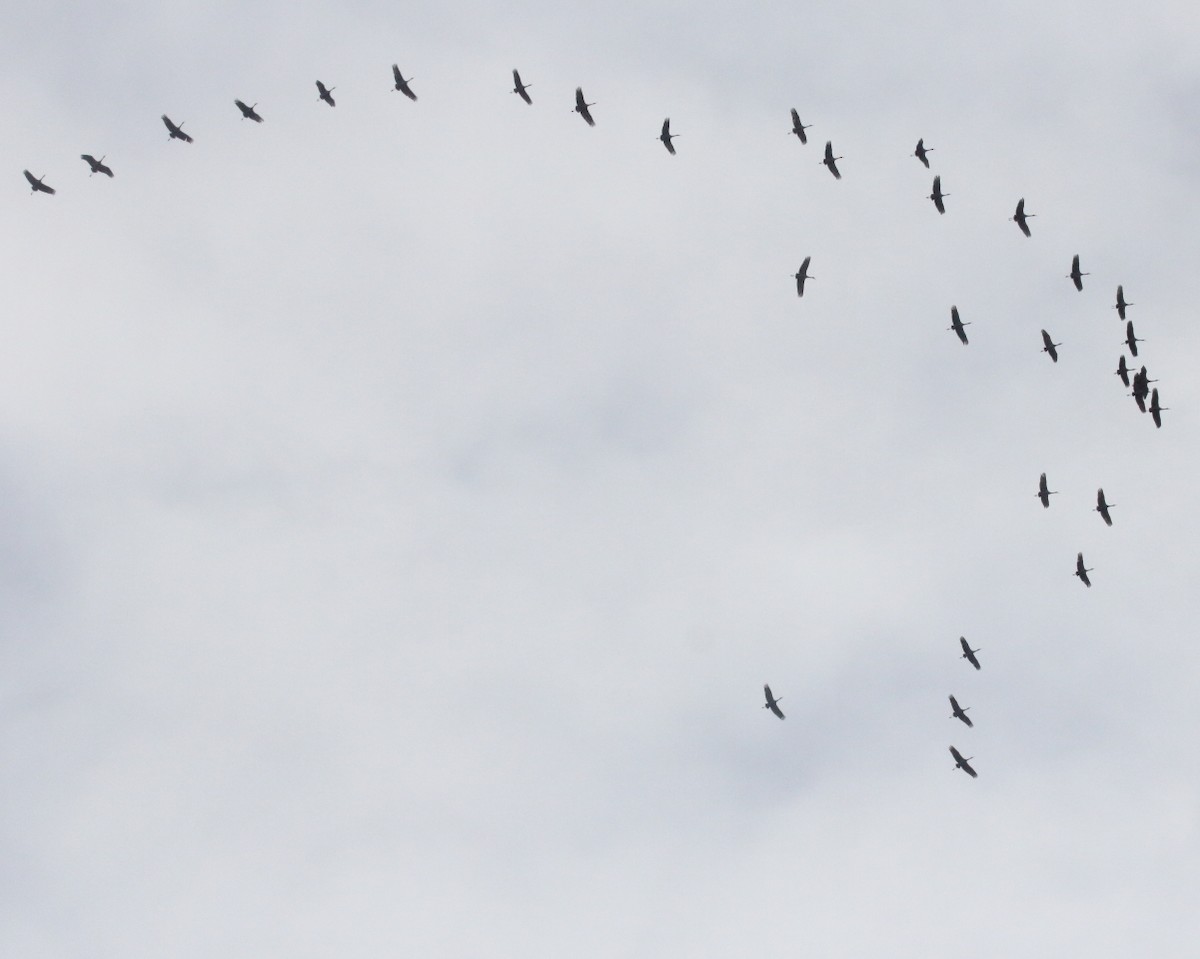Sandhill Crane - ML647290861