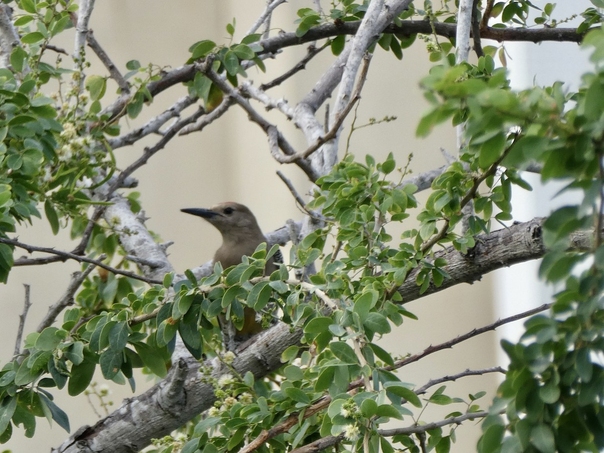 Gila Woodpecker - ML647290865