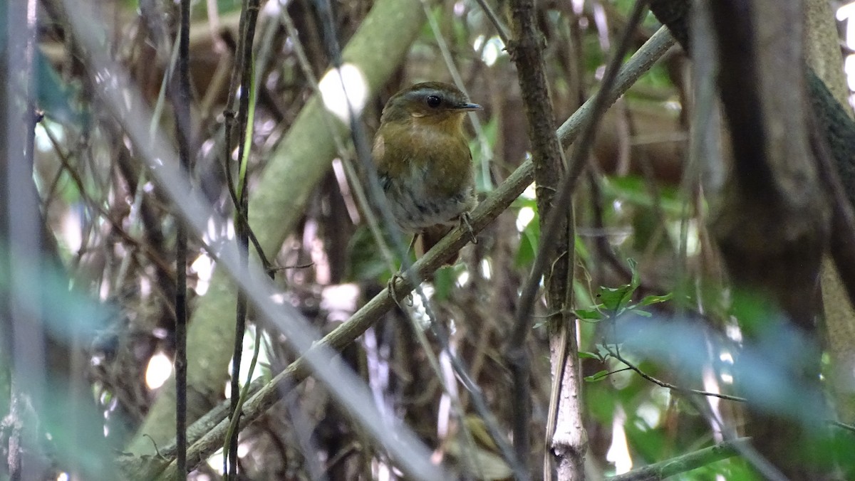 Rufous Gnateater - ML647290867