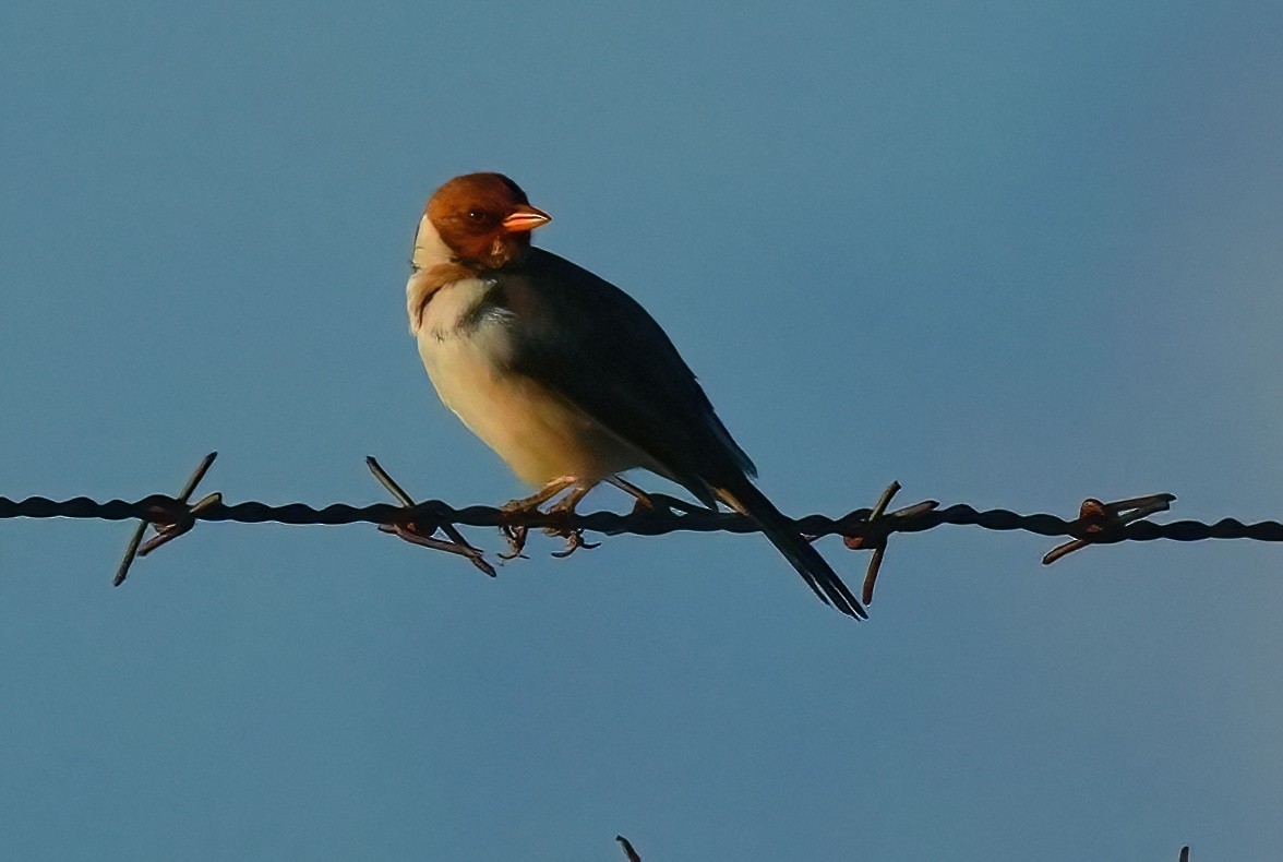 Paroare à bec jaune - ML647290870