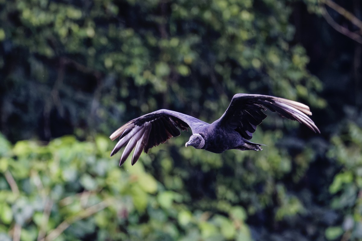 Black Vulture - ML647290871