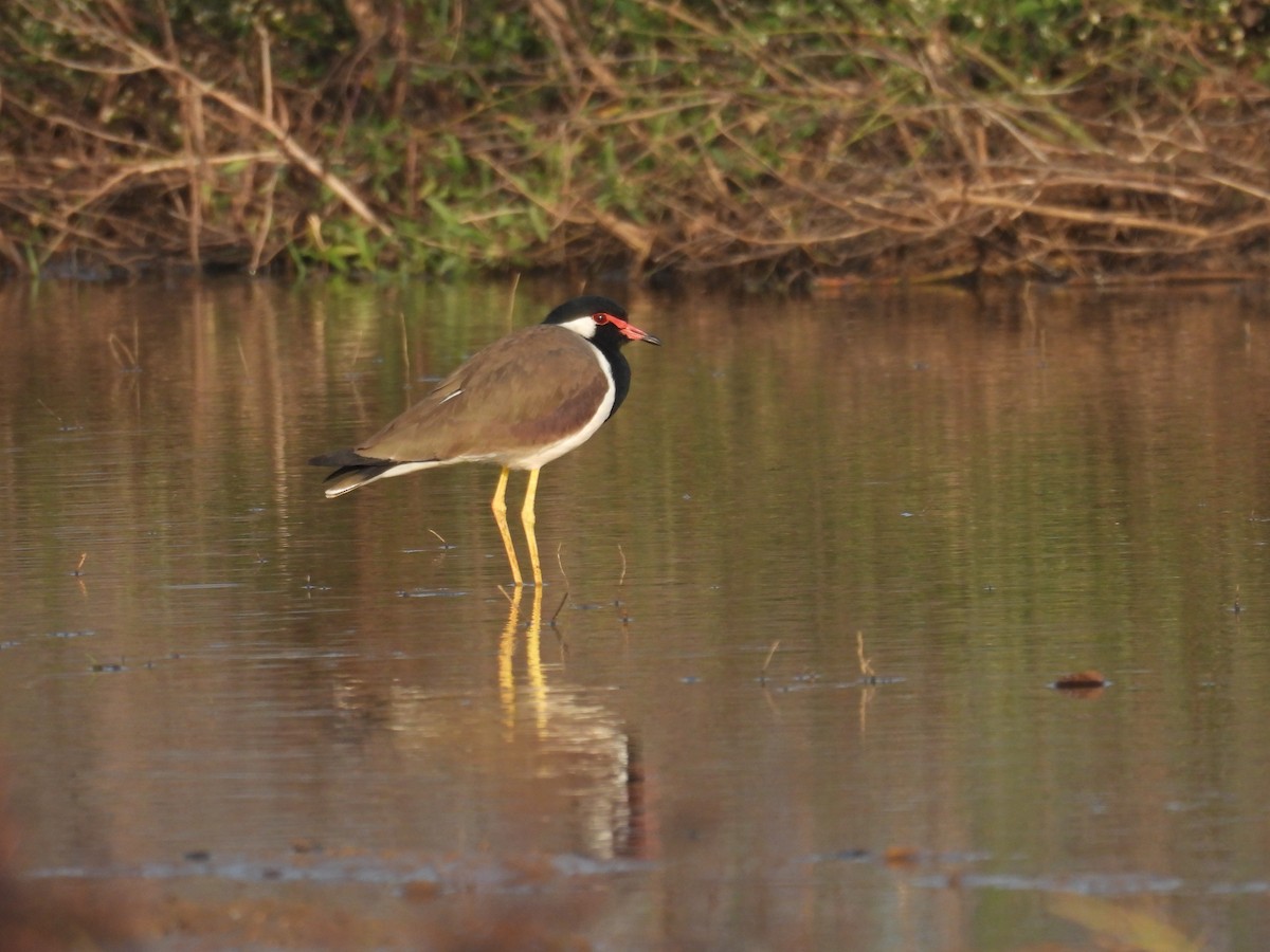 čejka černoprsá - ML647290872