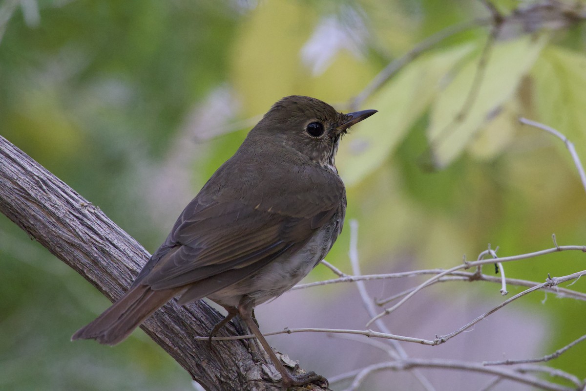 Hermit Thrush - ML647290875