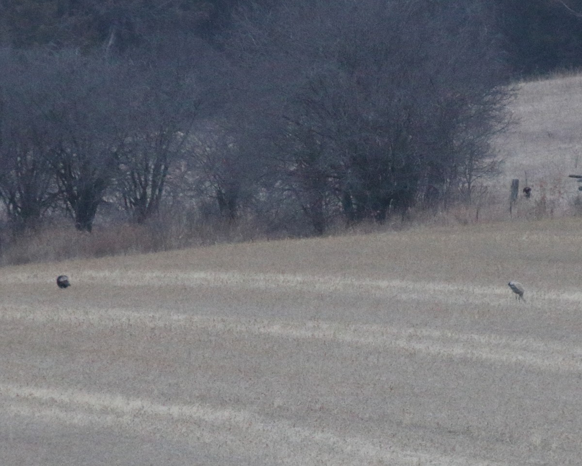 Grulla Canadiense - ML647290892