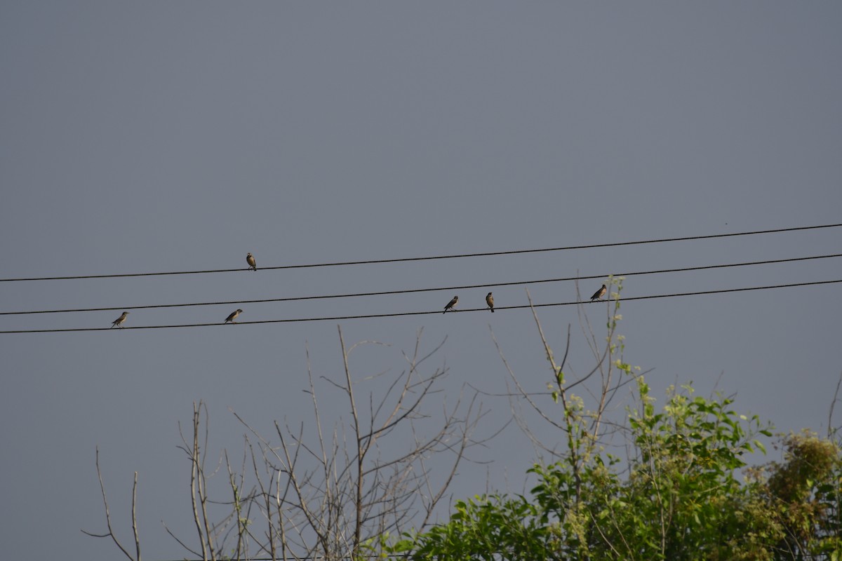 Rosy Starling - ML647290894