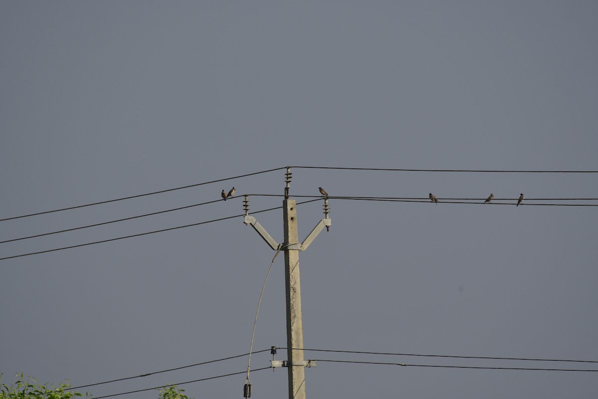 Rosy Starling - ML647290895