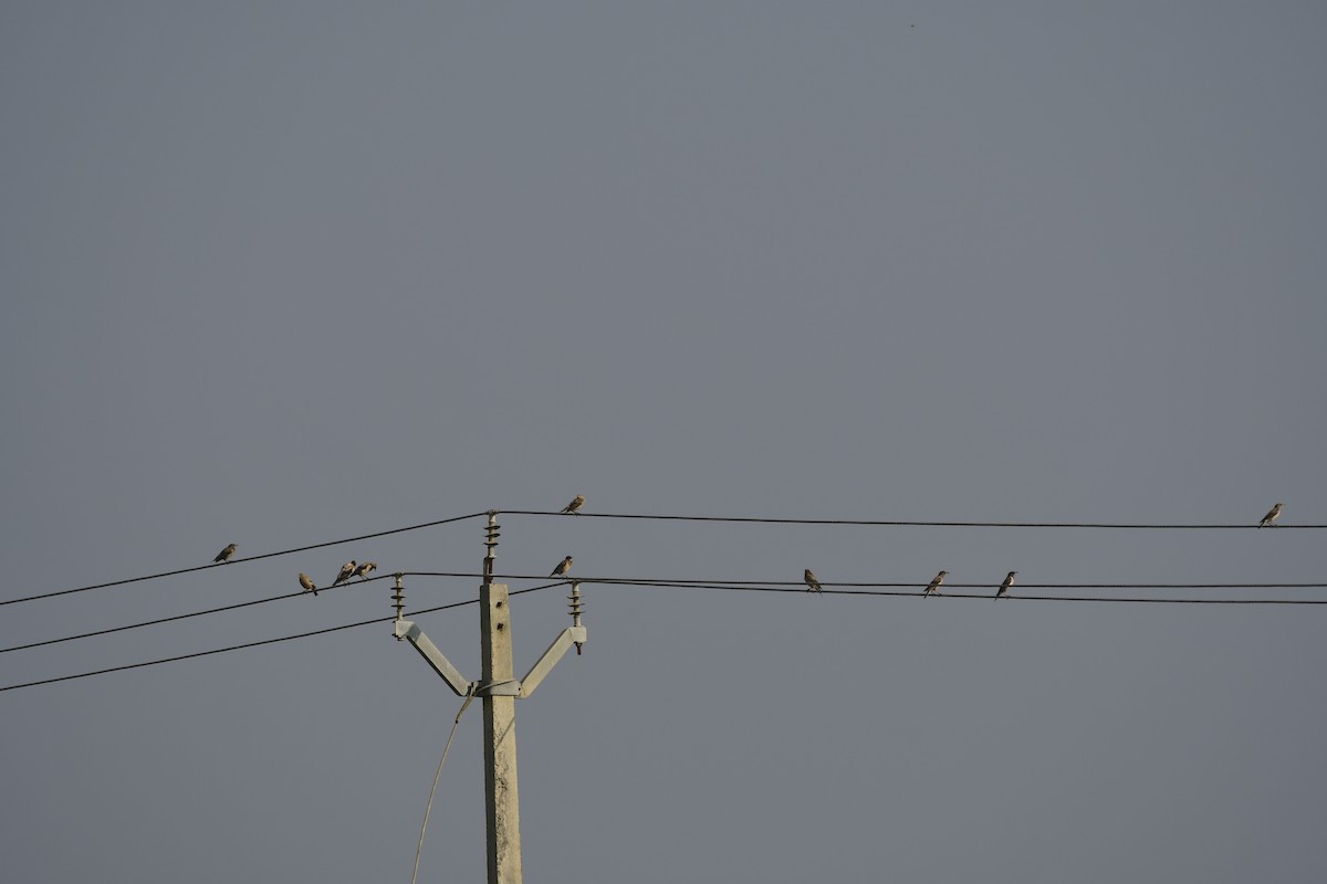 Rosy Starling - ML647290896