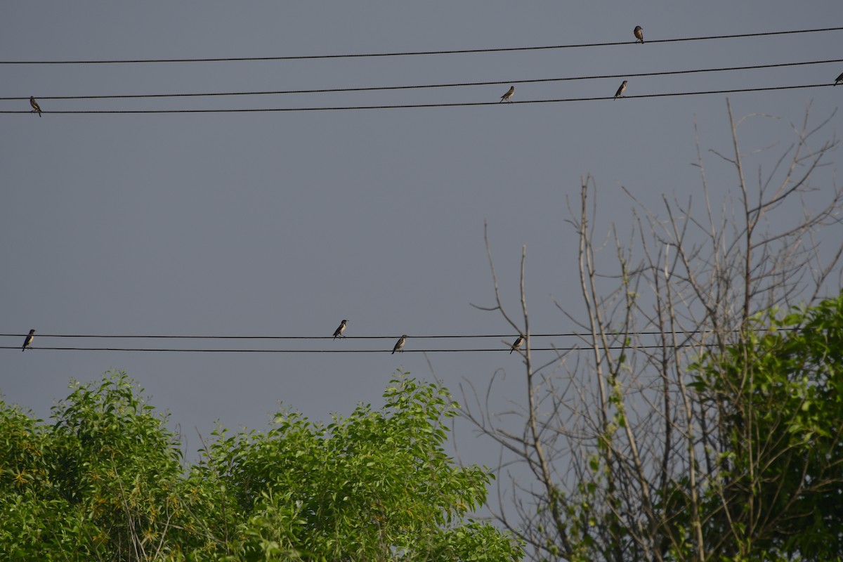 Rosy Starling - ML647290897