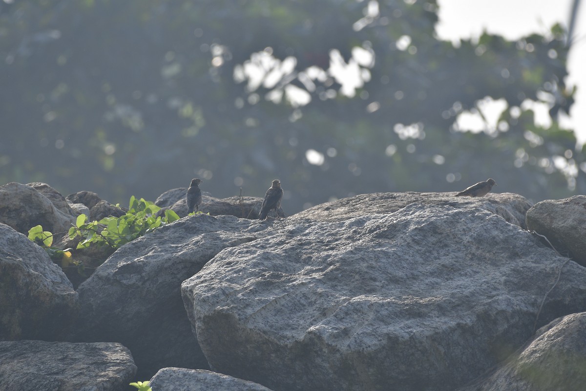 Rosy Starling - ML647290898