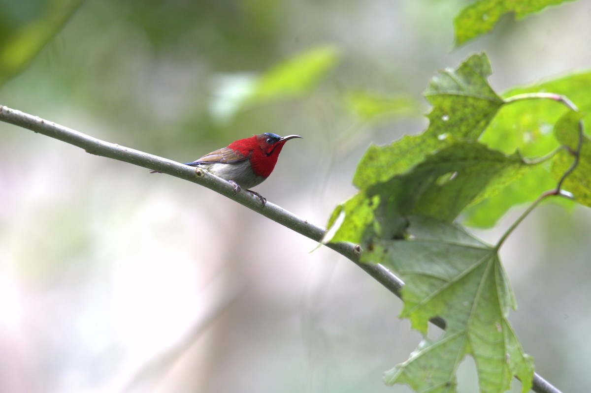 Crimson Sunbird - ML647290910