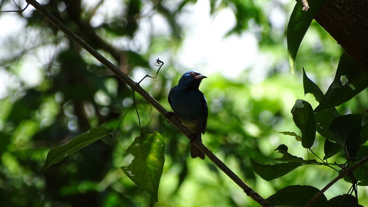 Blue Dacnis - ML647290958