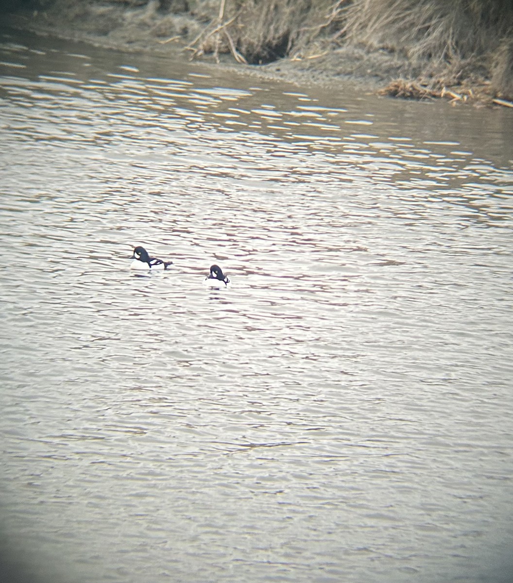 Barrow's Goldeneye - ML647290960