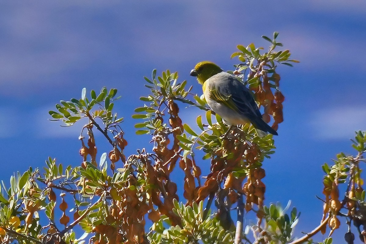 Psittirostre palila - ML647290962