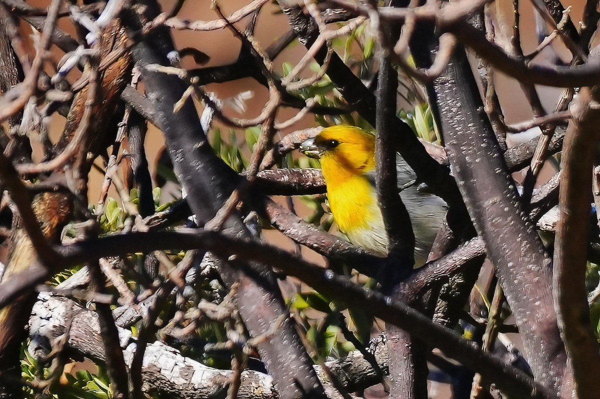 Psittirostre palila - ML647290964