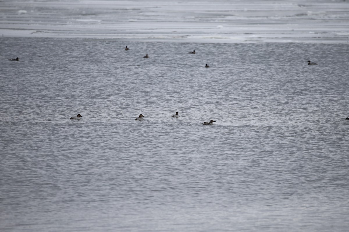 Canvasback - ML647290973