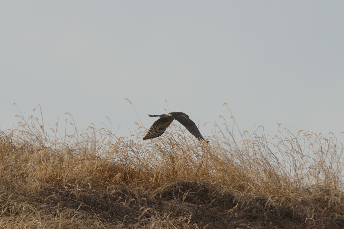 Лунь американський - ML647290976