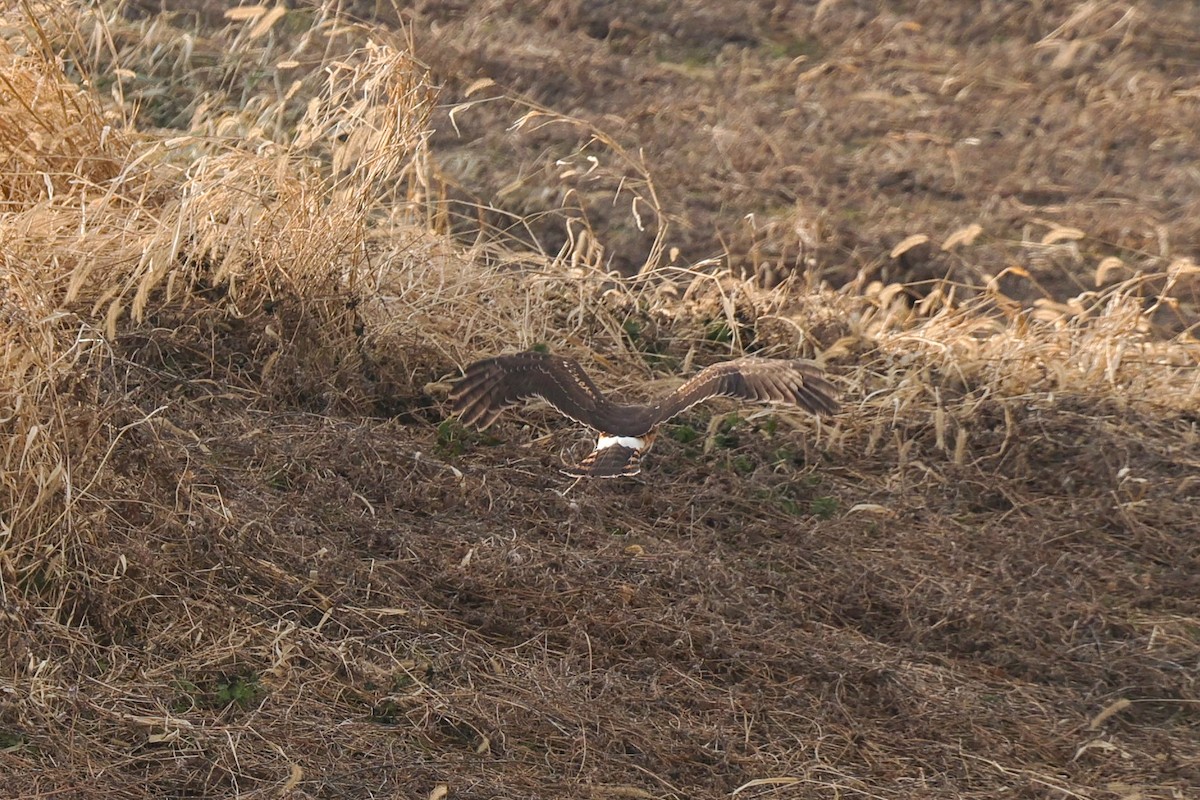 Лунь американський - ML647290977