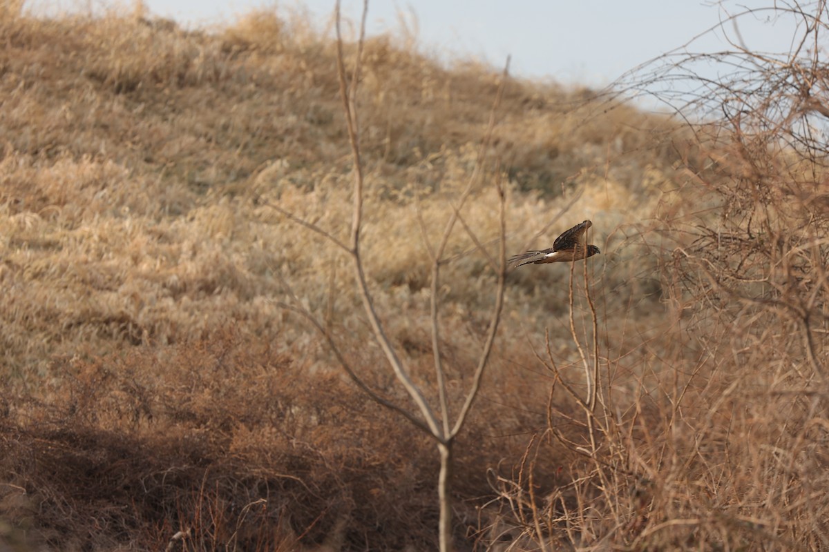 Лунь американський - ML647290988