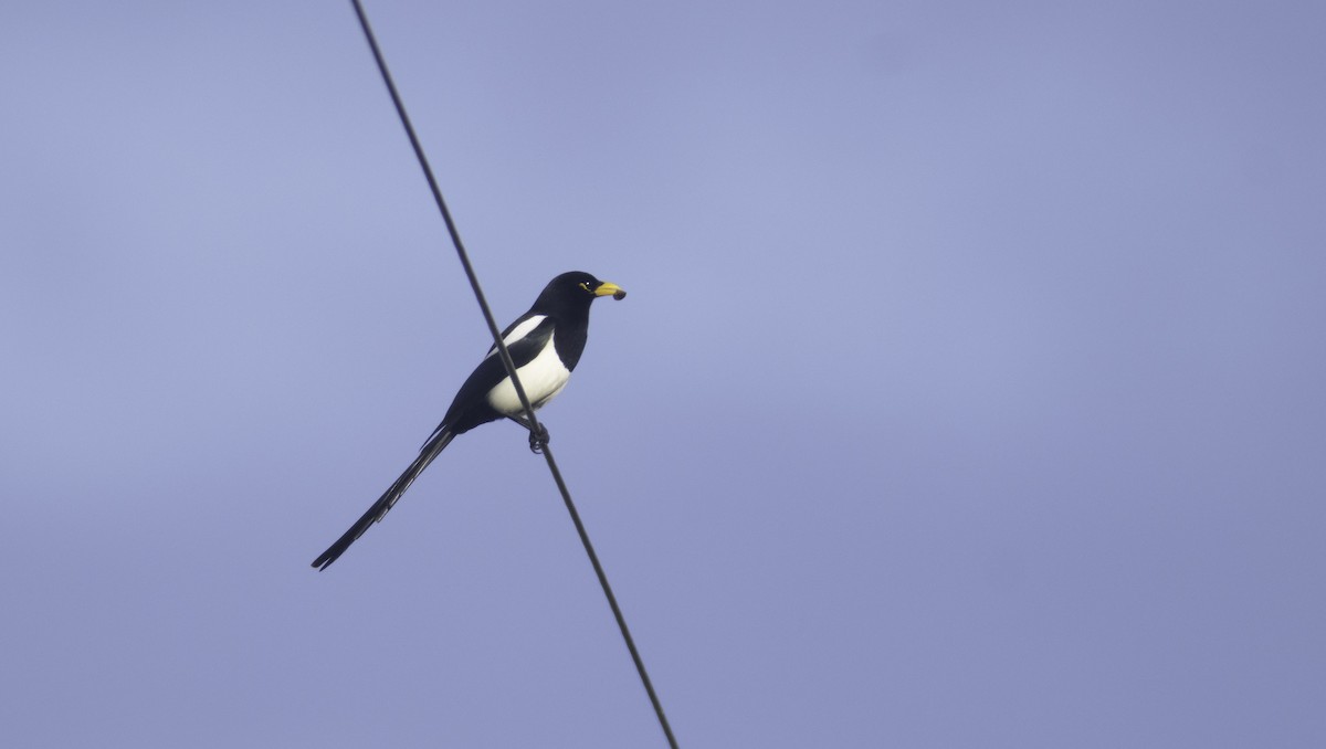 Yellow-billed Magpie - ML647291018