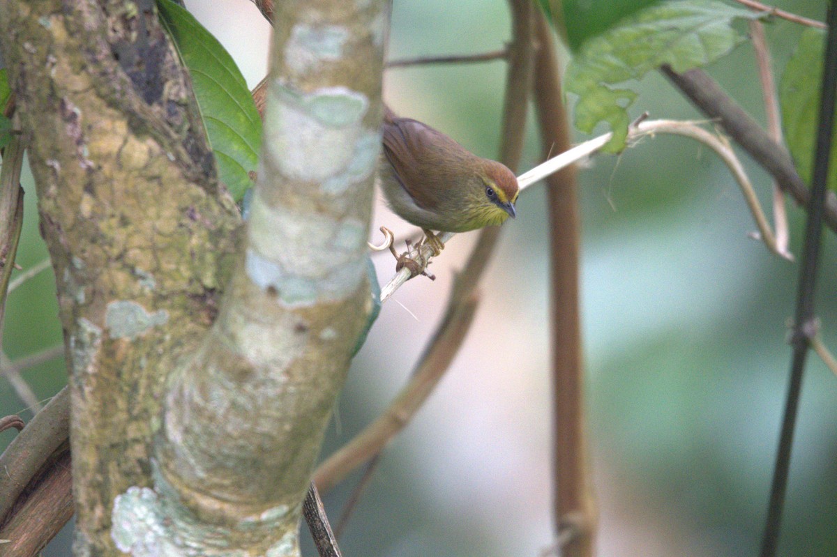 Pin-striped Tit-Babbler - ML647291027