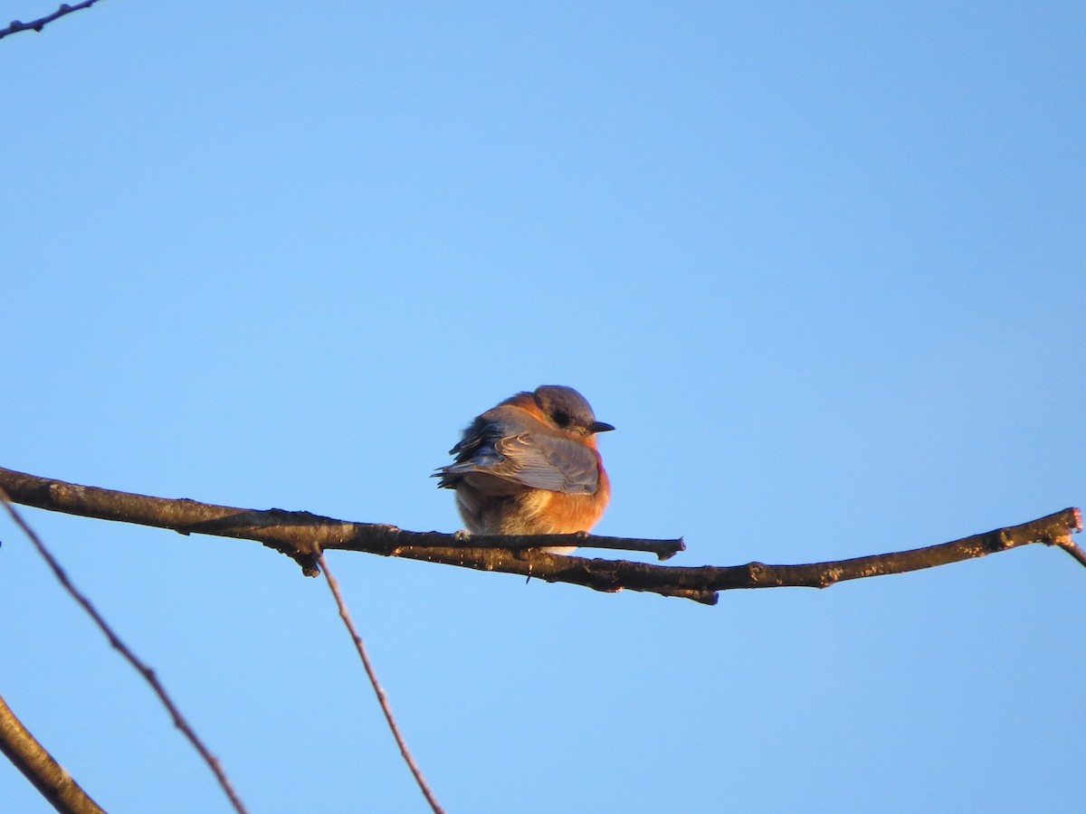 Azulejo Oriental - ML647291041