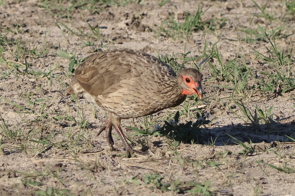 Swainson's Spurfowl - ML647291048