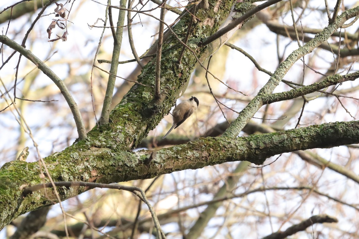 Пухляк - ML647291060