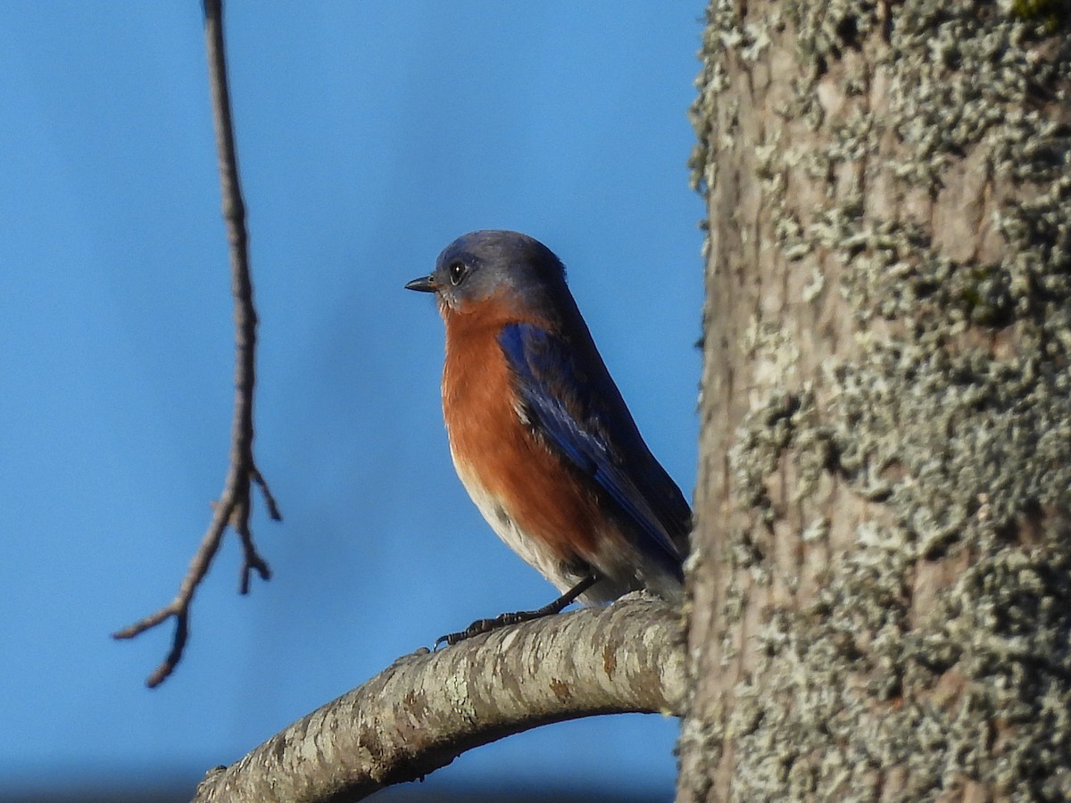 Azulejo Oriental - ML647291066