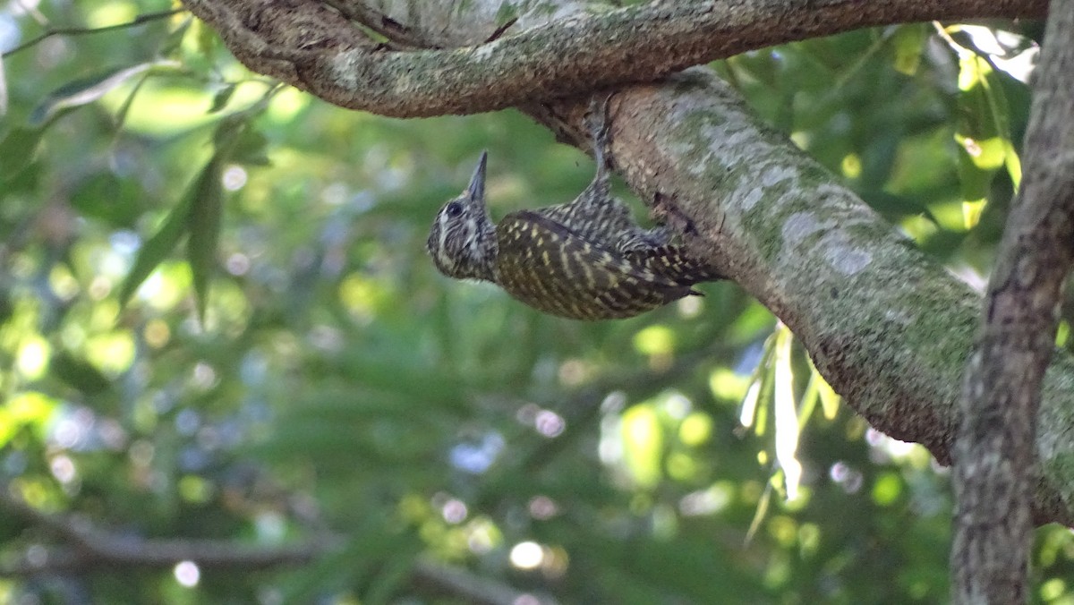 White-spotted Woodpecker - ML647291076