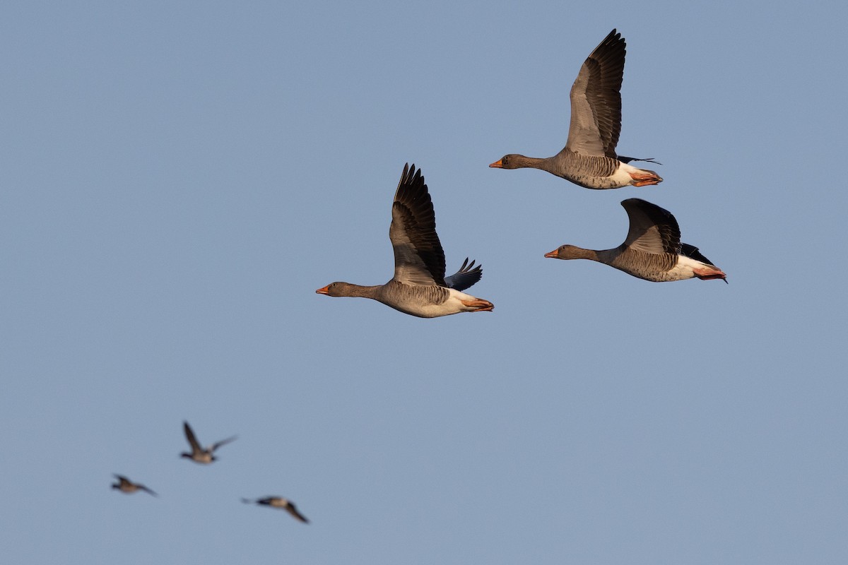 Graylag Goose - ML647291095