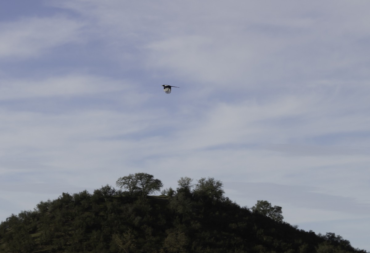 Yellow-billed Magpie - ML647291096