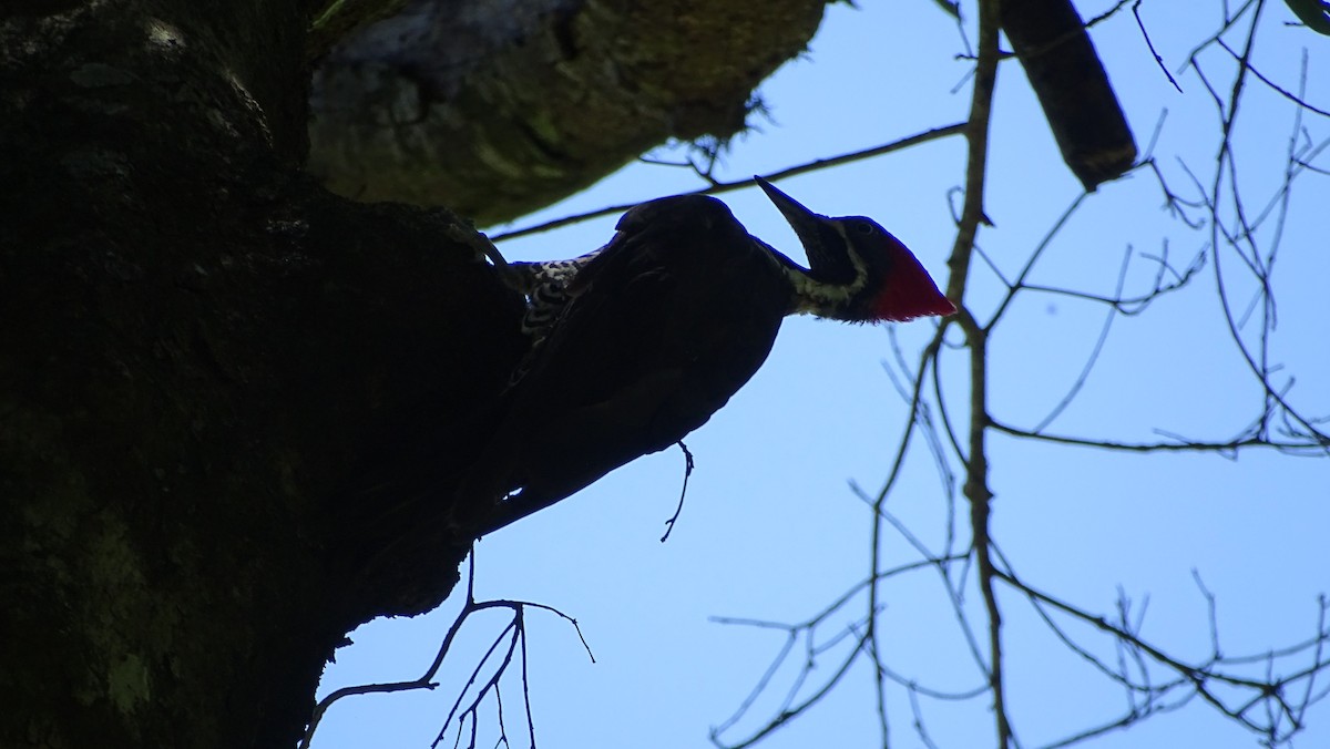 Lineated Woodpecker - ML647291103