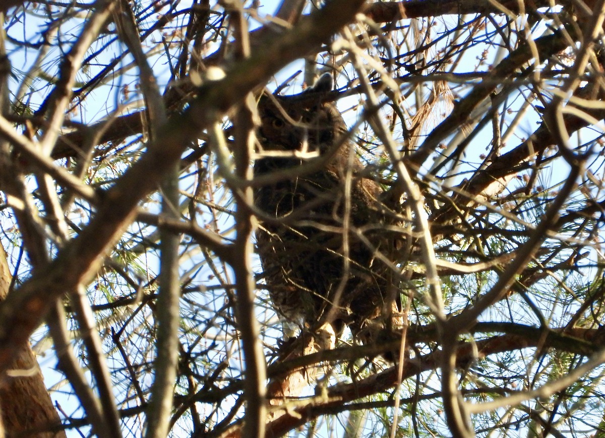 Great Horned Owl - ML647291105