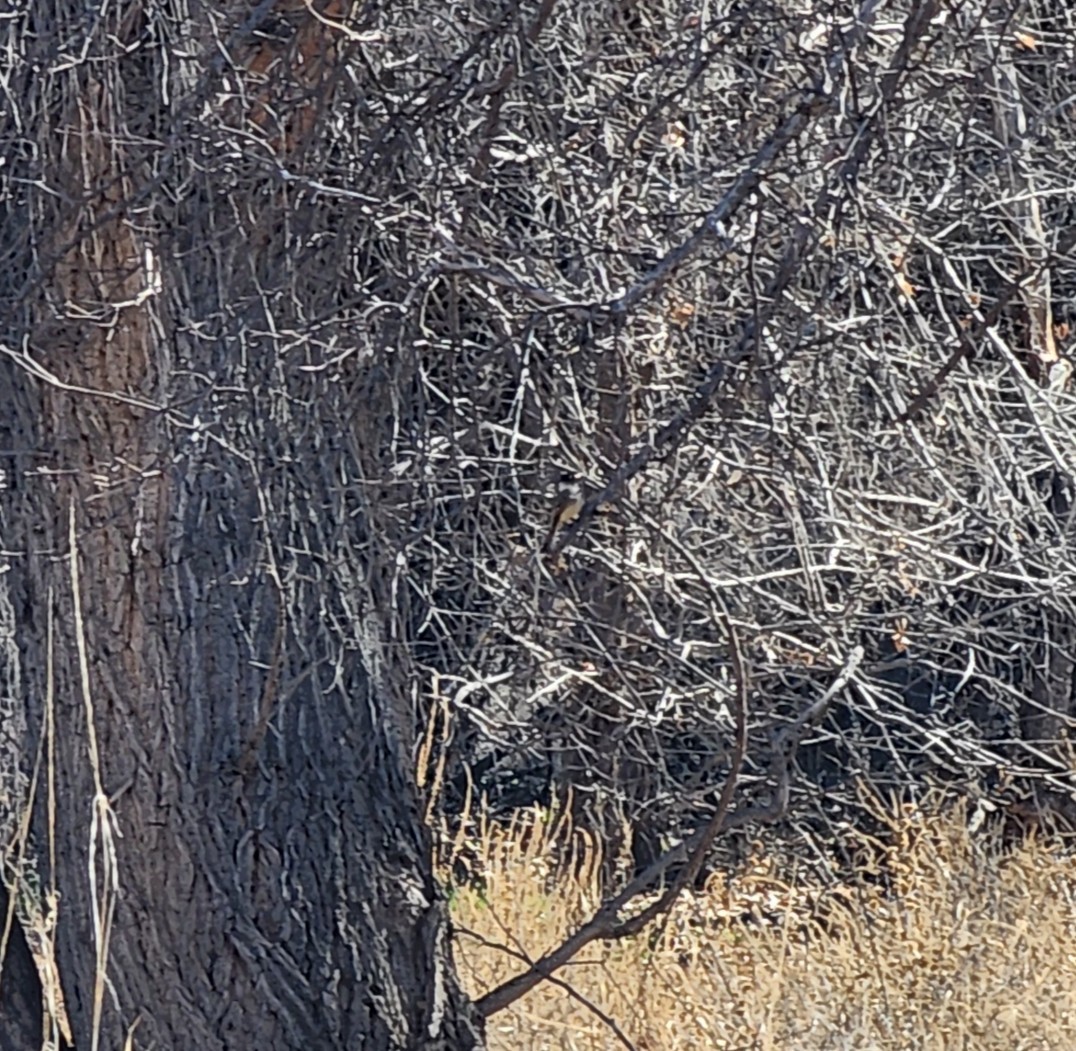 פיבי מזרחית - ML647291107