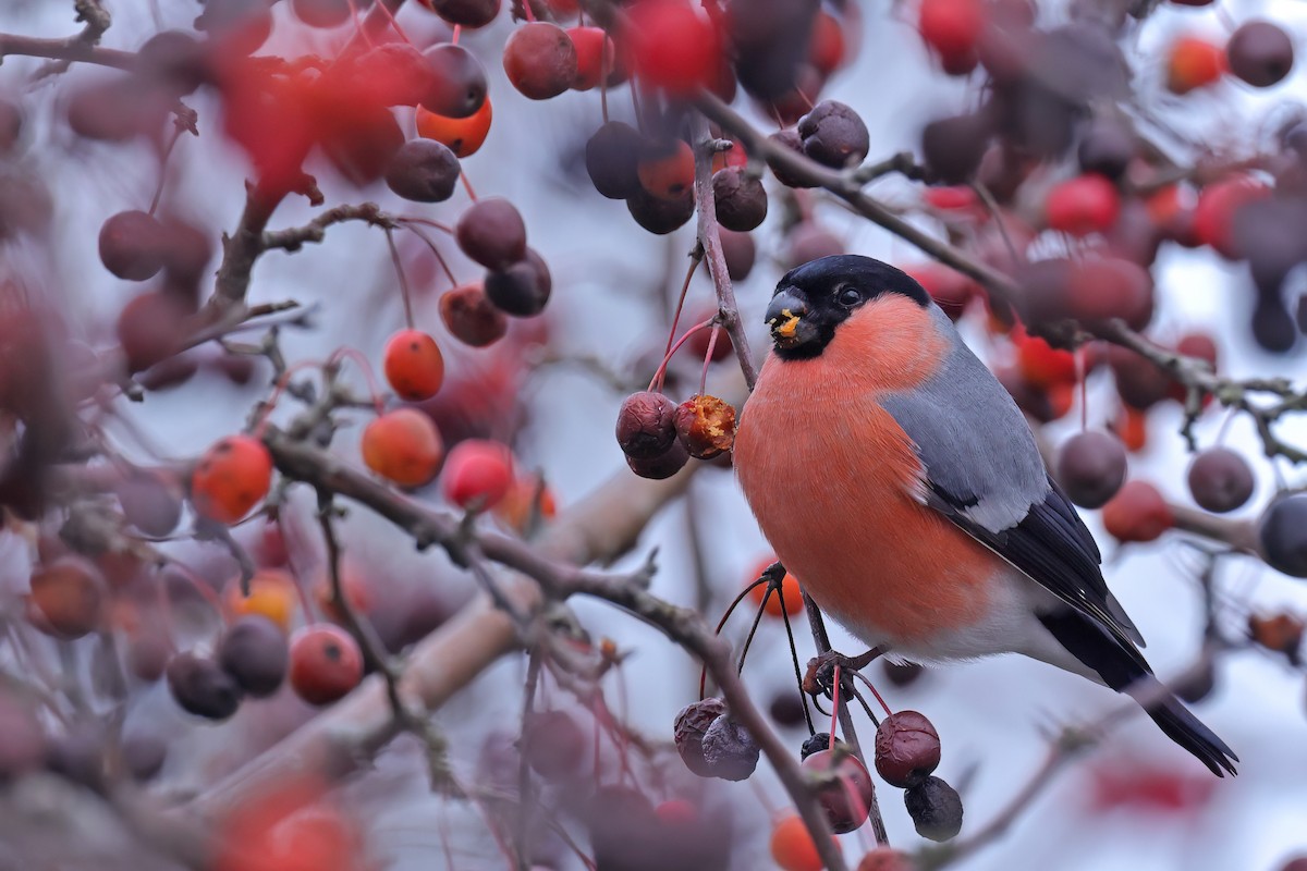 dompap - ML647291109