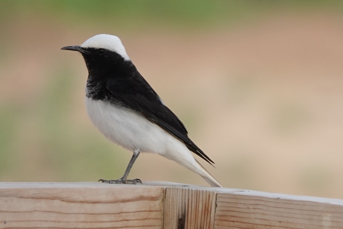 Hooded Wheatear - ML647291111