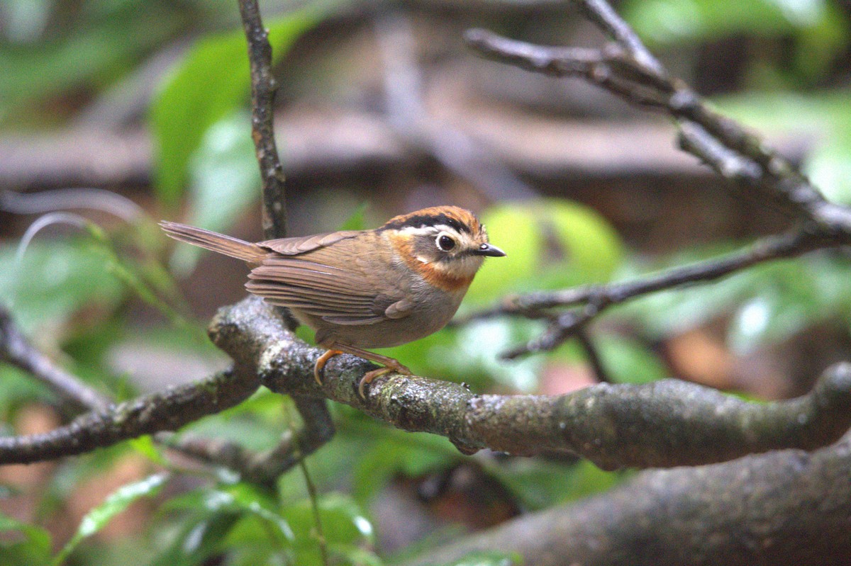 Rufous-throated Fulvetta - ML647291113