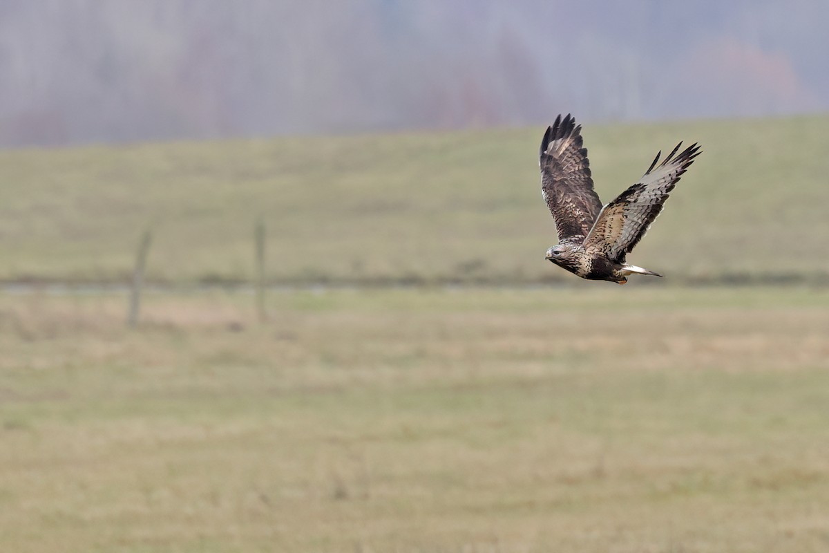 fjellvåk - ML647291115