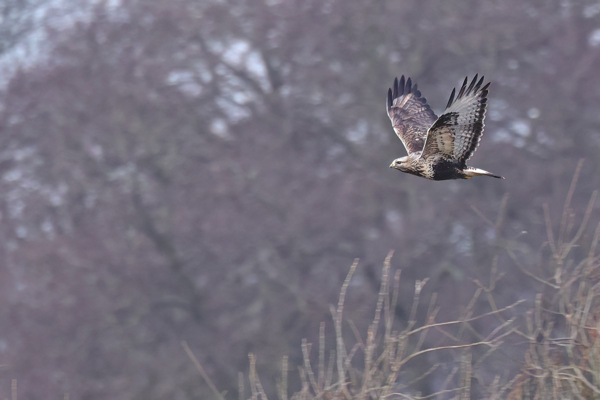 fjellvåk - ML647291117