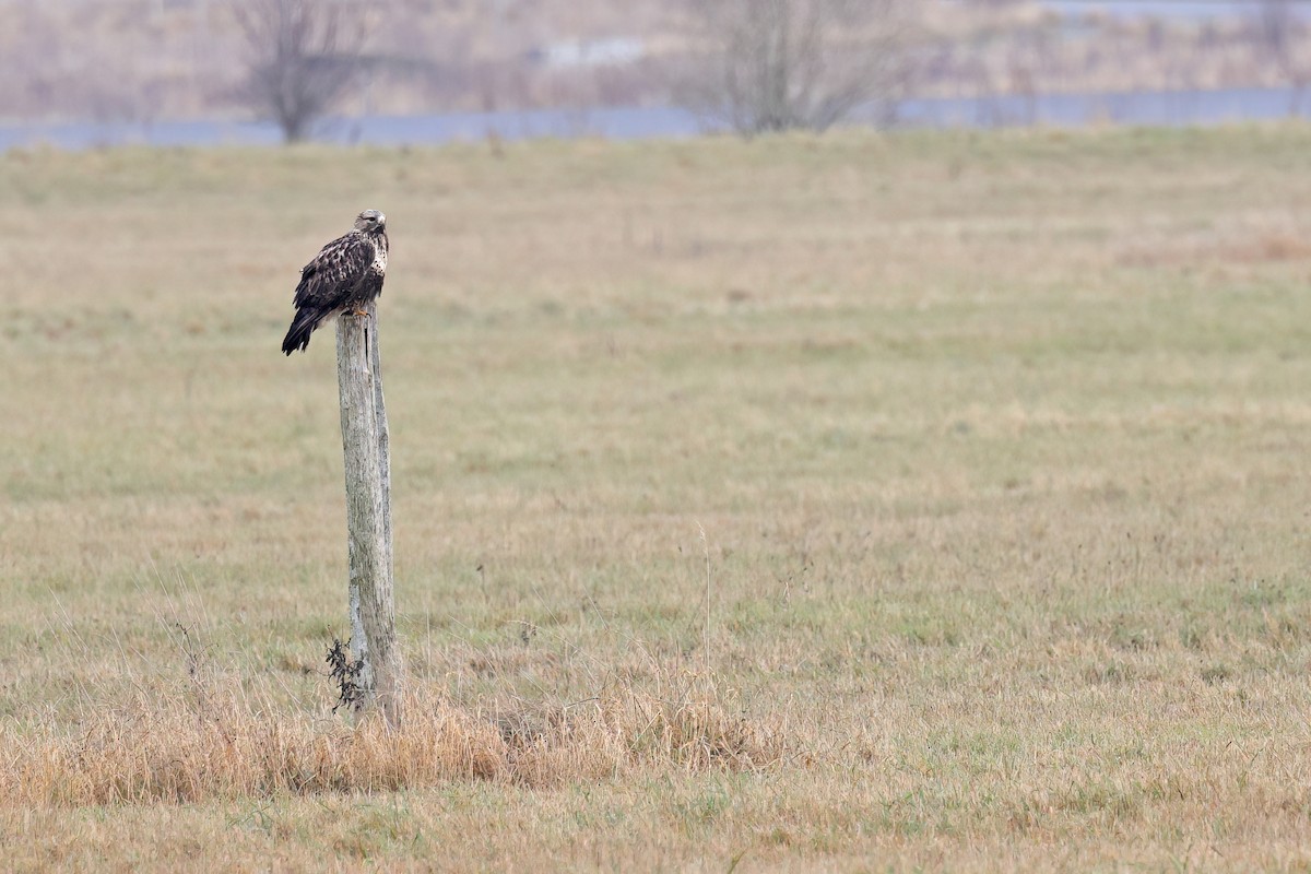 fjellvåk - ML647291118