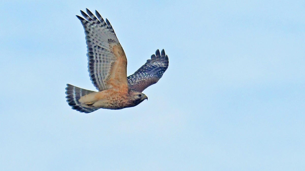 Канюк рудоплечий - ML647291119