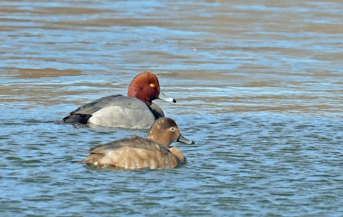 Попелюх американський - ML647291123