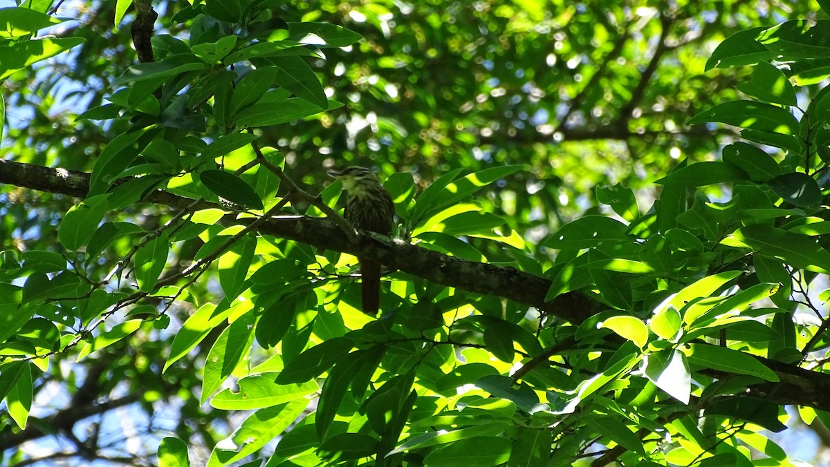 Streaked Xenops - ML647291131